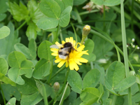 Тестовый файл: Шмель, опыляющий цветок